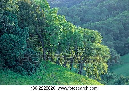Stock Image - Oak trees on green hillside in Spring, Briones Regional Park, Contra Costa, California.. Fotosearch