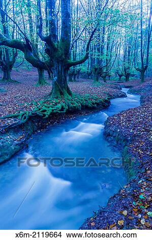 Otzarreta beechwood and river. Gorbeia Natural Park. Biscay, Basque Country, Spain. Europe. View Large Photo Image Picture - Otzarreta beechwood and river. Gorbeia Natural Park. Biscay, Basque Country, Spain. Europe.. Fotosearch