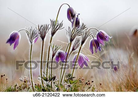 Stock Image - Pasque flower, Stenshuvud National Park, Skane, Sweden.. Fotosearch