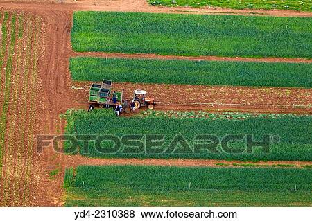 People working in the farm land, Mallorca, Balearic Island, Spain. View Large Photo Image Stock Photo - People working in the farm land, Mallorca, Balearic Island, Spain.. Fotosearch