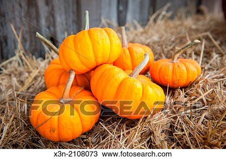 Stock Image - Pile of small pumpkins on straw.. Fotosearch