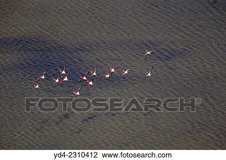 Pink Flamingos (Phoenicopterus ruber), flying over Es Solabrar of Campos in Colonia Sant Jordi, Sese Salines, Mallorca, Balearic Island, Spain. View Large Photo Image Stock Image - Pink Flamingos (Phoenicopterus ruber), flying over Es Solabrar of Campos in Colonia Sant Jordi, Sese Salines, Mallorca, Balearic Island, Spain.. Fotosearch