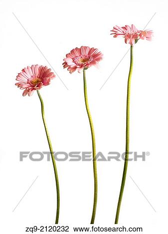 Stock Image - Pink Gerbera daisies. Fotosearch