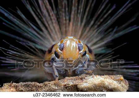 Stock Image - Plant hopper. Image taken at Kampung Skudup, Sarawak, Malaysia.. Fotosearch