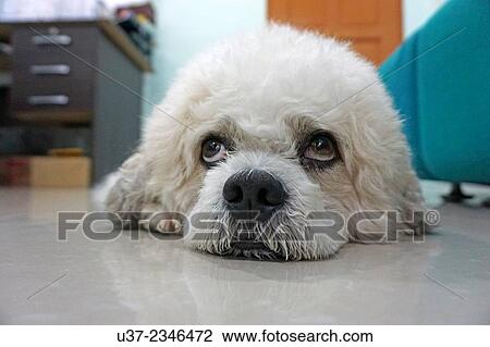 Poodle View Large Photo Image Stock Image - Poodle. Fotosearch