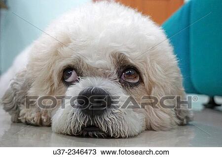 Stock Image - Poodle. Fotosearch
