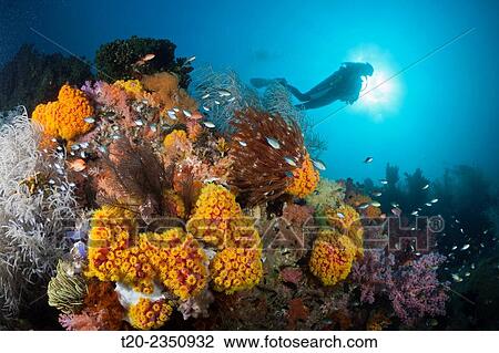 Reef of Orange Cup Corals, Tubastrea coccinea, Tanimbar Islands, Moluccas, Indonesia. View Large Photo Image Stock Image - Reef of Orange Cup Corals, Tubastrea coccinea, Tanimbar Islands, Moluccas, Indonesia.. Fotosearch