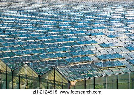 rooftops of greenhouses in Westland, the Netherlands View Large Photo Image Stock Photo - rooftops of greenhouses in Westland, the Netherlands. Fotosearch