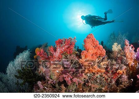 Picture - Scuba Diver and colored Coral Reef, Triton Bay, West Papua, Indonesia.. Fotosearch