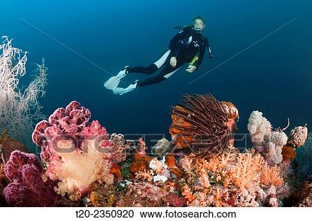 Scuba Diver and colored Coral Reef, Triton Bay, West Papua, Indonesia. View Large Photo Image Stock Image - Scuba Diver and colored Coral Reef, Triton Bay, West Papua, Indonesia.. Fotosearch