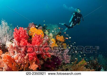 Stock Image - Scuba Diver and colored Coral Reef, Triton Bay, West Papua, Indonesia.. Fotosearch