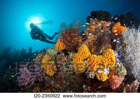 Scuba Diver and colored Coral Reef, Triton Bay, West Papua, Indonesia. View Large Photo Image Stock Image - Scuba Diver and colored Coral Reef, Triton Bay, West Papua, Indonesia.. Fotosearch