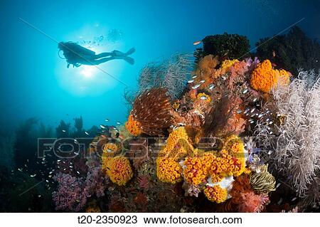 Scuba Diver and colored Coral Reef, Triton Bay, West Papua, Indonesia. View Large Photo Image Stock Image - Scuba Diver and colored Coral Reef, Triton Bay, West Papua, Indonesia.. Fotosearch