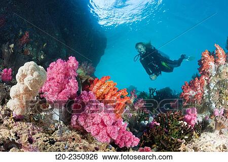 Stock Photograph - Scuba Diver and colored Coral Reef, Triton Bay, West Papua, Indonesia.. Fotosearch