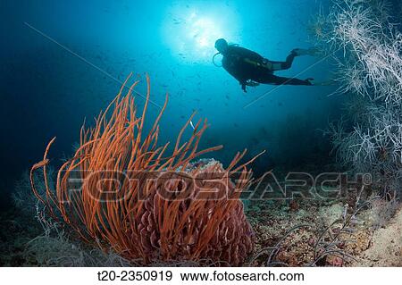 Stock Photo - Scuba Diver and Red Whip Coral, Ellisella ceratophyta, Triton Bay, West Papua, Indonesia.. Fotosearch