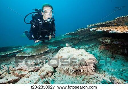 Scuba Diver and Tasseled Wobbegong, Eucrossorhinchus dasypogon, Triton Bay, West Papua, Indonesia. View Large Photo Image Stock Photo - Scuba Diver and Tasseled Wobbegong, Eucrossorhinchus dasypogon, Triton Bay, West Papua, Indonesia.. Fotosearch