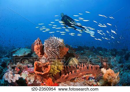Picture - Scuba Diver over Coral Reef, Kai Islands, Moluccas, Indonesia.. Fotosearch
