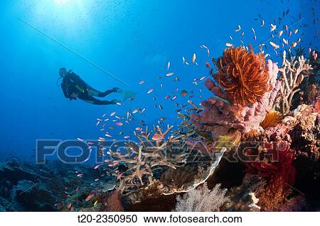 Scuba Diver over Coral Reef, Kai Islands, Moluccas, Indonesia. View Large Photo Image Stock Image - Scuba Diver over Coral Reef, Kai Islands, Moluccas, Indonesia.. Fotosearch