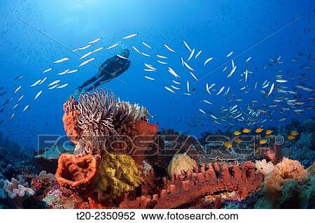 Scuba Diver over Coral Reef, Kai Islands, Moluccas, Indonesia. View Large Photo Image Stock Image - Scuba Diver over Coral Reef, Kai Islands, Moluccas, Indonesia.. Fotosearch
