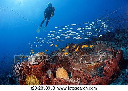 Scuba Diver over Coral Reef, Kai Islands, Moluccas, Indonesia. View Large Photo Image Stock Image - Scuba Diver over Coral Reef, Kai Islands, Moluccas, Indonesia.. Fotosearch