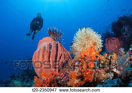 Scuba Diver over Coral Reef, Kai Islands, Moluccas, Indonesia. View Large Photo Image Stock Photo - Scuba Diver over Coral Reef, Kai Islands, Moluccas, Indonesia.. Fotosearch