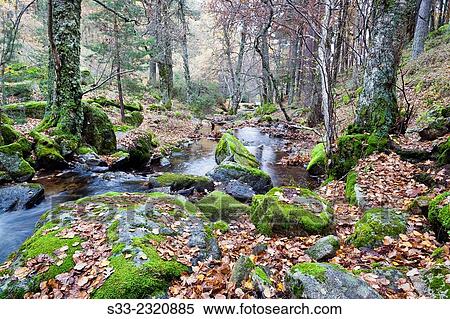Stock Photography - Sestil stream in the Canencia Birch. Sierra de Guadarrama. Madrid. Spain. Europe.. Fotosearch