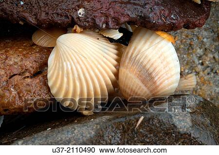 Shells. Pandan Beach, Lundu, Sarawak, Malaysia. View Large Photo Image Stock Image - Shells. Pandan Beach, Lundu, Sarawak, Malaysia.. Fotosearch