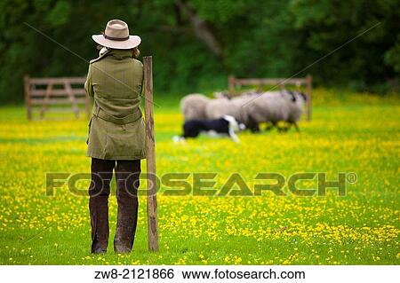 Shepherdess competing at Alston Sheep Dog Trials Cumbria England United Kingdom Great Britain. View Large Photo Image Stock Photograph - Shepherdess competing at Alston Sheep Dog Trials Cumbria England United Kingdom Great Britain.. Fotosearch