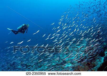 Shoal of Neon Fusilier, Pterocaesio tile, Kai Islands, Moluccas, Indonesia. View Large Photo Image Stock Photography - Shoal of Neon Fusilier, Pterocaesio tile, Kai Islands, Moluccas, Indonesia.. Fotosearch