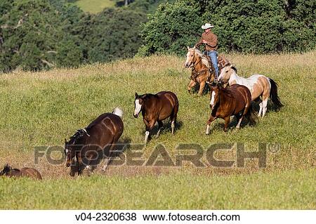 Single wrangler (cowboy) rounding up horses, California, USA View Large Photo Image Stock Photo - Single wrangler (cowboy) rounding up horses, California, USA. Fotosearch
