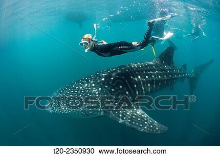 Snorkeling near Whal Shark, Rhincodon typus, Triton Bay, West Papua, Indonesia. View Large Photo Image Stock Image - Snorkeling near Whal Shark, Rhincodon typus, Triton Bay, West Papua, Indonesia.. Fotosearch