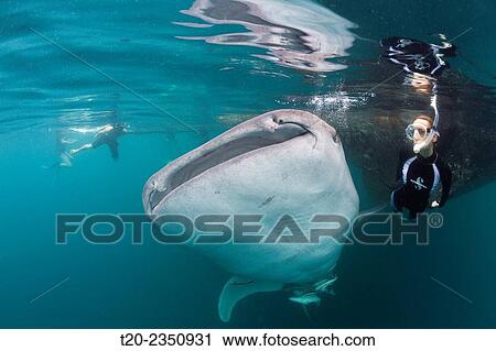 Snorkeling near Whal Shark, Rhincodon typus, Triton Bay, West Papua, Indonesia. View Large Photo Image Stock Image - Snorkeling near Whal Shark, Rhincodon typus, Triton Bay, West Papua, Indonesia.. Fotosearch