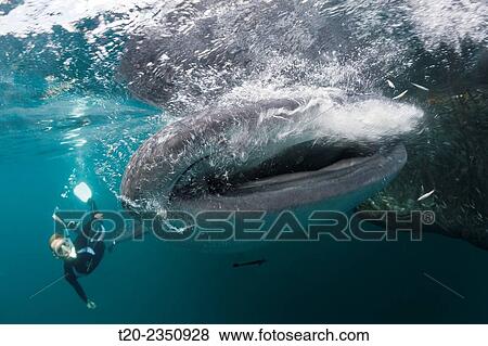Stock Photo - Snorkeling near Whal Shark, Rhincodon typus, Triton Bay, West Papua, Indonesia.. Fotosearch