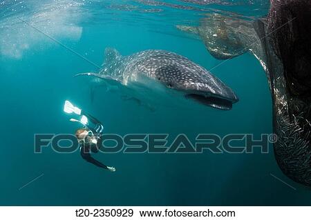 Snorkeling near Whal Shark, Rhincodon typus, Triton Bay, West Papua, Indonesia. View Large Photo Image Stock Photo - Snorkeling near Whal Shark, Rhincodon typus, Triton Bay, West Papua, Indonesia.. Fotosearch