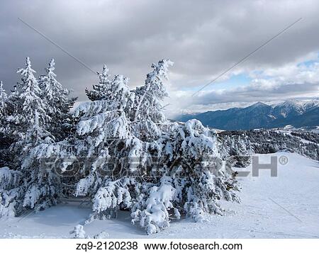 Snow-covered trees by ski resort, Font Romeu, Pyrenees-Orientales, Languedoc-Roussillon, France View Large Photo Image Stock Photo - Snow-covered trees by ski resort, Font Romeu, Pyrenees-Orientales, Languedoc-Roussillon, France. Fotosearch