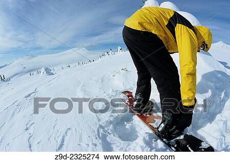 Picture - Snowboarder adjusting bindings in alpine, Hudson Bay Mountain, Smithers, British Columbia.. Fotosearch