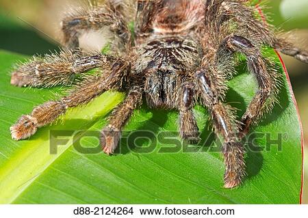 South America, Brazil, Amazonas state, Manaus, Amazon river basin, Tarentula sp. View Large Photo Image Picture - South America, Brazil, Amazonas state, Manaus, Amazon river basin, Tarentula sp.. Fotosearch
