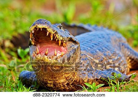 South America, Brazil, Mato Grosso, Pantanal area, Yacare caiman (Caiman yacare), resting on the bank of the river. View Large Photo Image Picture - South America, Brazil, Mato Grosso, Pantanal area, Yacare caiman (Caiman yacare), resting on the bank of the river.. Fotosearch