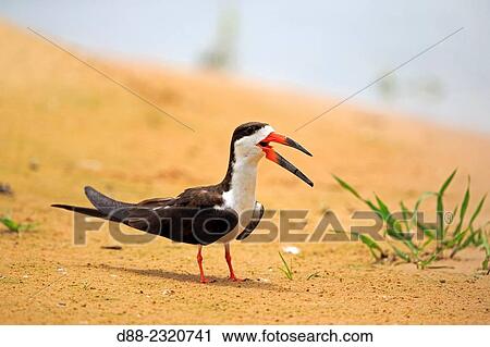 South America, Brazil, Mato Grosso, Pantanal area, Black Skimmer (Rynchops niger), resting on the bank of the river. View Large Photo Image Stock Image - South America, Brazil, Mato Grosso, Pantanal area, Black Skimmer (Rynchops niger), resting on the bank of the river.. Fotosearch