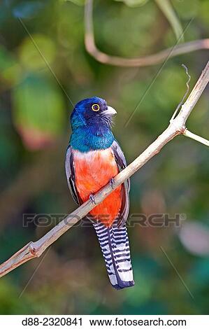 Stock Image - South America, Brazil, Mato Grosso, Pantanal area, Blue-crowned Trogon (Trogon curucui).. Fotosearch