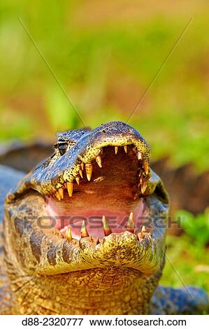 Stock Photo - South America, Brazil, Mato Grosso, Pantanal area, Yacare caiman (Caiman yacare), resting on the bank of the river.. Fotosearch