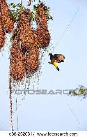 Stock Photo - South America, Brazil, Mato Grosso, Pantanal area, Yellow-rumped Cacique (Cacicus cela), nest.. Fotosearch
