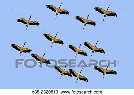 South America, Brazil, Mato Grosso, Pantanal area, Wood Stork (Mycteria americana), in flight. View Large Photo Image Stock Photo - South America, Brazil, Mato Grosso, Pantanal area, Wood Stork (Mycteria americana), in flight.. Fotosearch