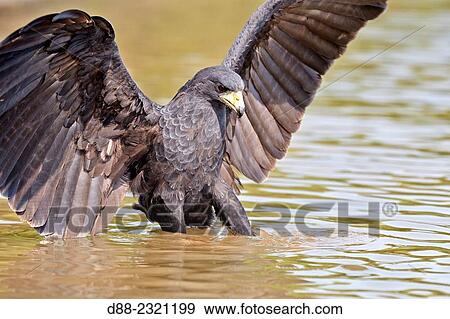 South America, Brazil, Mato Grosso, Pantanal area, Great black hawk (Buteogallus urubitinga),. View Large Photo Image Stock Photo - South America, Brazil, Mato Grosso, Pantanal area, Great black hawk (Buteogallus urubitinga),.. Fotosearch