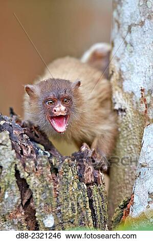 Stock Photograph - South America, Brazil, Mato Grosso, Pantanal area, Black-tailed marmoset (Mico melanurus).. Fotosearch