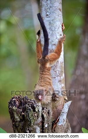 South America, Brazil, Mato Grosso, Pantanal area, Black-tailed marmoset (Mico melanurus). View Large Photo Image Stock Photograph - South America, Brazil, Mato Grosso, Pantanal area, Black-tailed marmoset (Mico melanurus).. Fotosearch