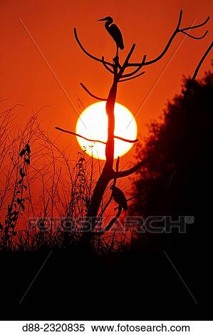 South America, Brazil, Mato Grosso, Pantanal area, Cocoi Heron (Ardea cocoi), in the sunset. View Large Photo Image Stock Photography - South America, Brazil, Mato Grosso, Pantanal area, Cocoi Heron (Ardea cocoi), in the sunset.. Fotosearch