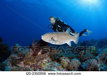 Stock Photograph - Star Puffer and Scuba Diver, Arothron stellatus, Kai Islands, Moluccas, Indonesia.. Fotosearch