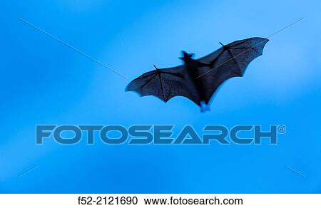 Straw-coloured fruit bat (Eidolon helvum), Bat migration, Kasanka National Park, Serenje, Zambia, Africa. View Large Photo Image Stock Image - Straw-coloured fruit bat (Eidolon helvum), Bat migration, Kasanka National Park, Serenje, Zambia, Africa.. Fotosearch