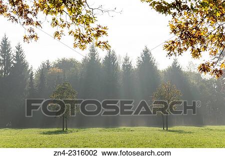 Sun Gazes through Trees in Botanica Recreational Gardens in Autumn. Bad Schallerbach. Austria. View Large Photo Image Stock Image - Sun Gazes through Trees in Botanica Recreational Gardens in Autumn. Bad Schallerbach. Austria.. Fotosearch